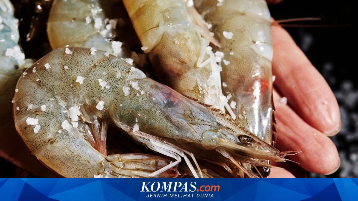 Udang Segar Hidup, Kunci Rasa Autentik di Setiap Masakan Cilacap